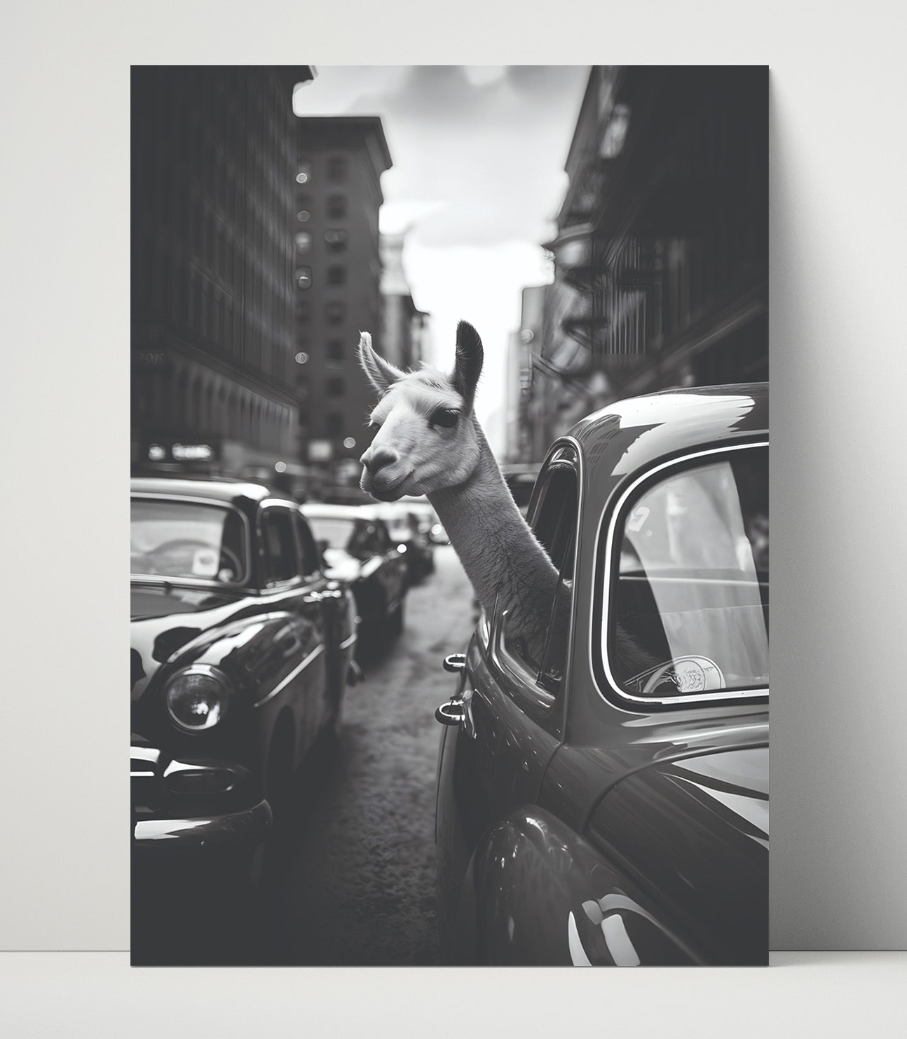 Llama in Traffic Black and White Llama Sticking Head Out of Vintage Car Window Funny Quote Wall Art 16x20 Unframed Print wall art print – humor decor