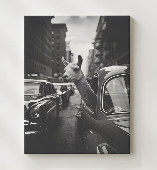 Llama in Traffic - Car Window 8x10 Canvas funny wall art