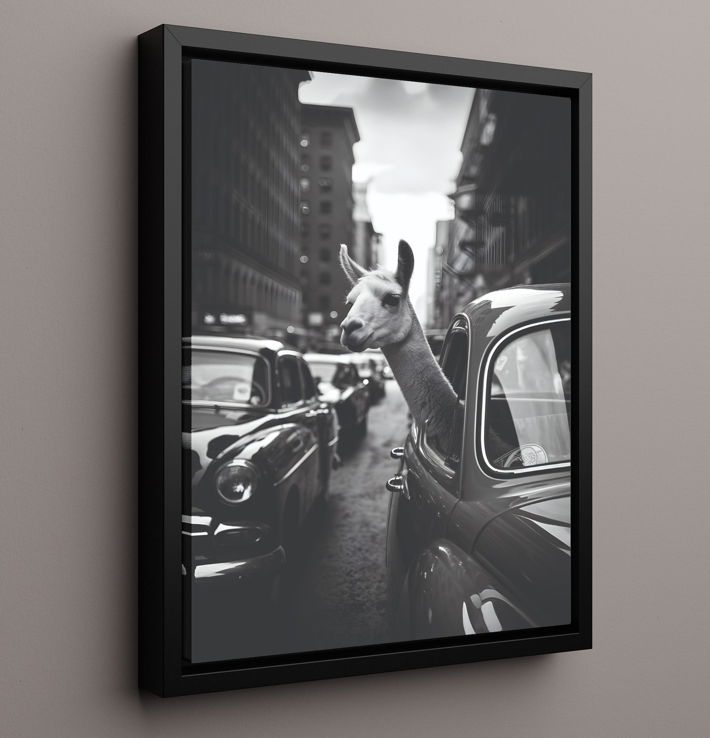 Llama in Traffic Black and White Llama Sticking Head Out of Vintage Car Window Funny Quote Wall Art 16x20 Framed Canvas wall art print – humor decor