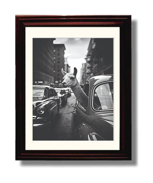 Llama in Traffic Black and White Llama Sticking Head Out of Vintage Car Window Funny Quote Wall Art 8x10 Beveled Frame wall art print – humor decor