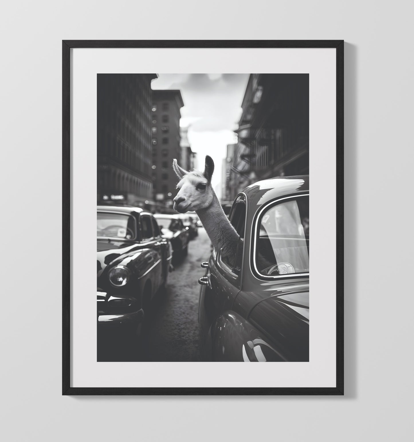 Llama in Traffic Black and White Llama Sticking Head Out of Vintage Car Window Funny Quote Wall Art 16x20 Gallery Frame wall art print – humor decor
