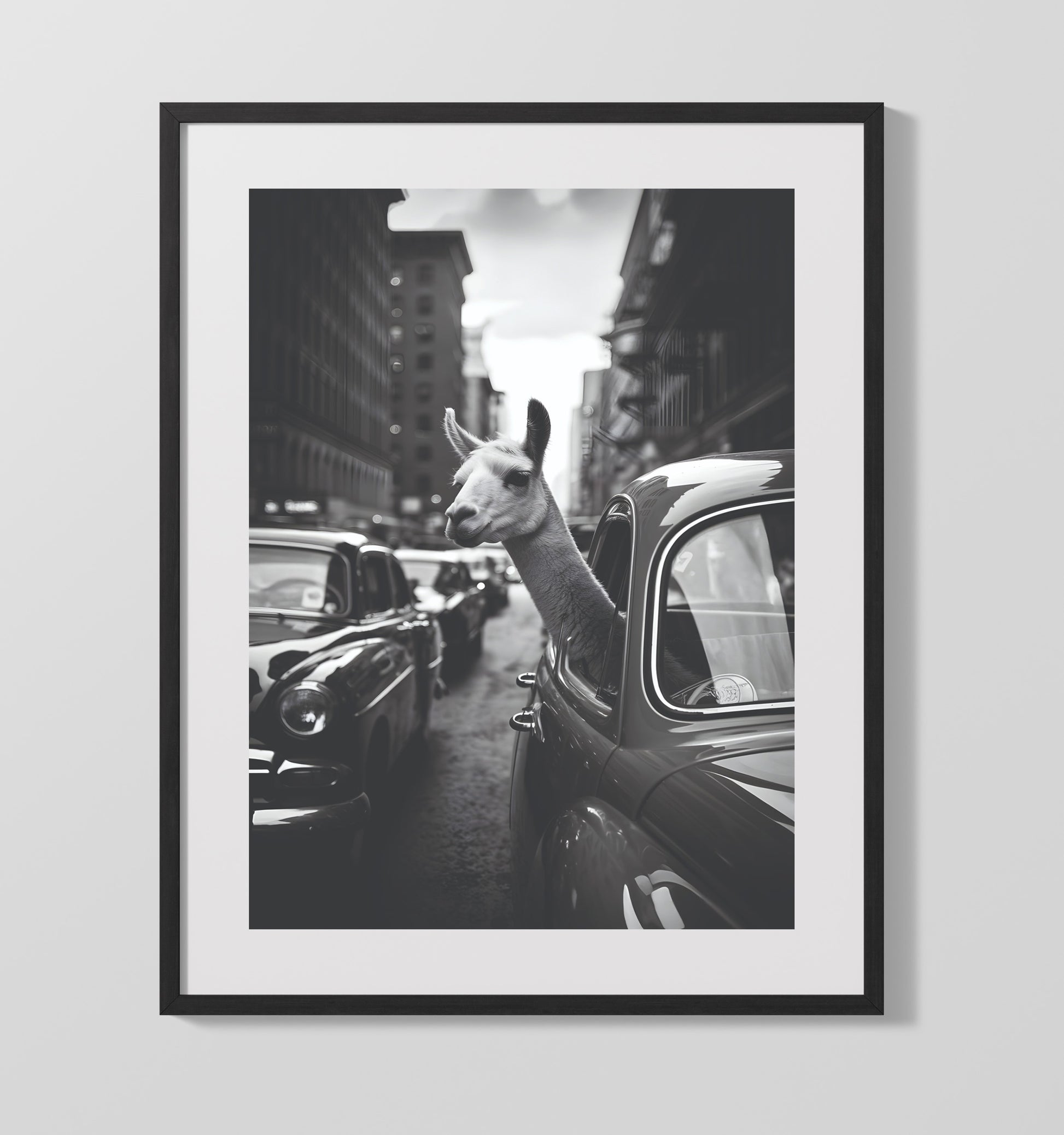 Llama in Traffic Black and White Llama Sticking Head Out of Vintage Car Window Funny Quote Wall Art 16x20 Gallery Frame wall art print – humor decor