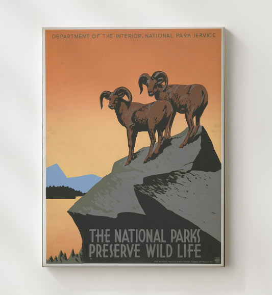 Wildlife - Rams on the Rocks 8x10 Canvas national park wall art