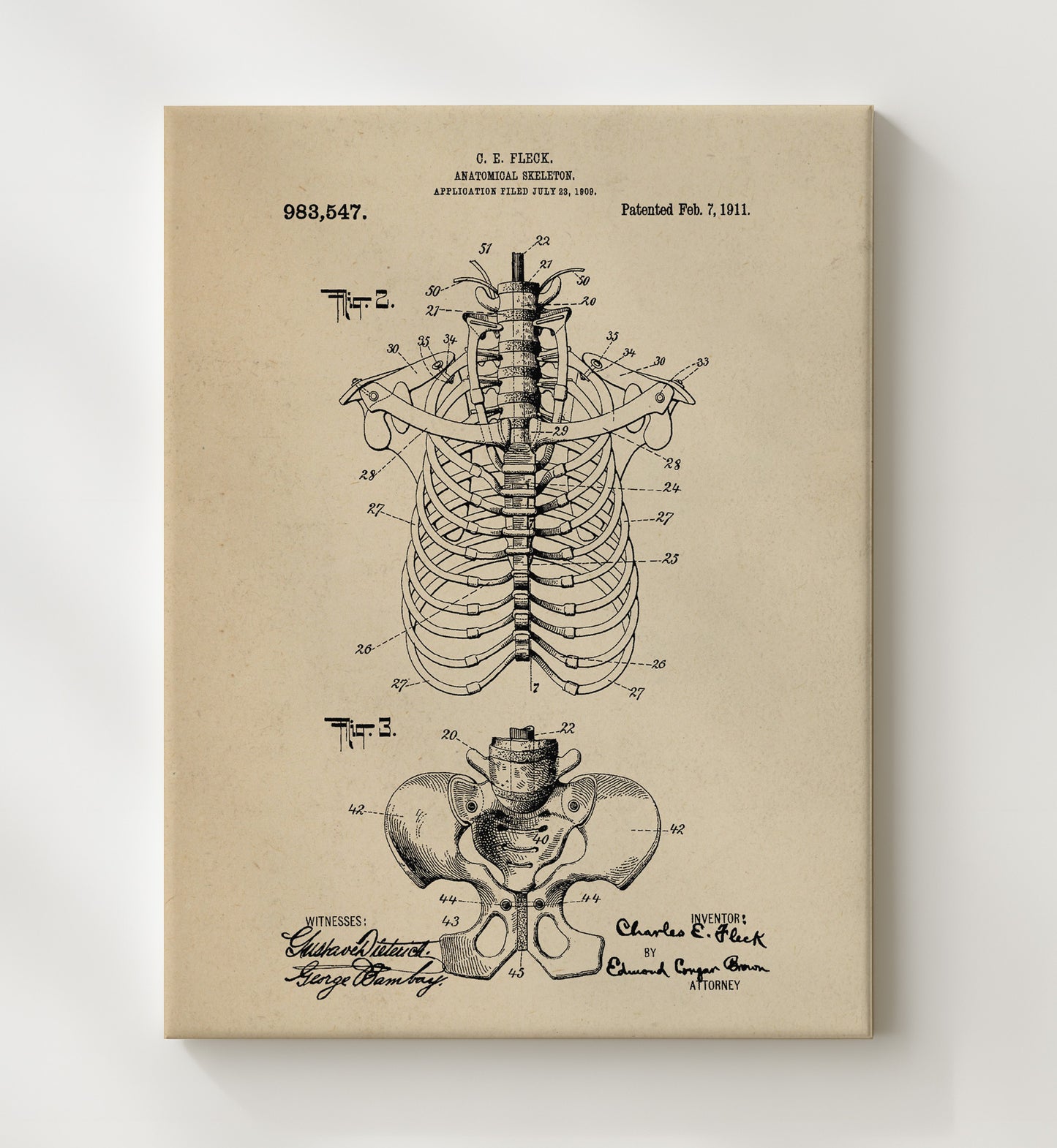 Patent Print - Anatomical Skeleton - Charles E. Fleck - 1911 - Patent 983547 Patent Wall Art