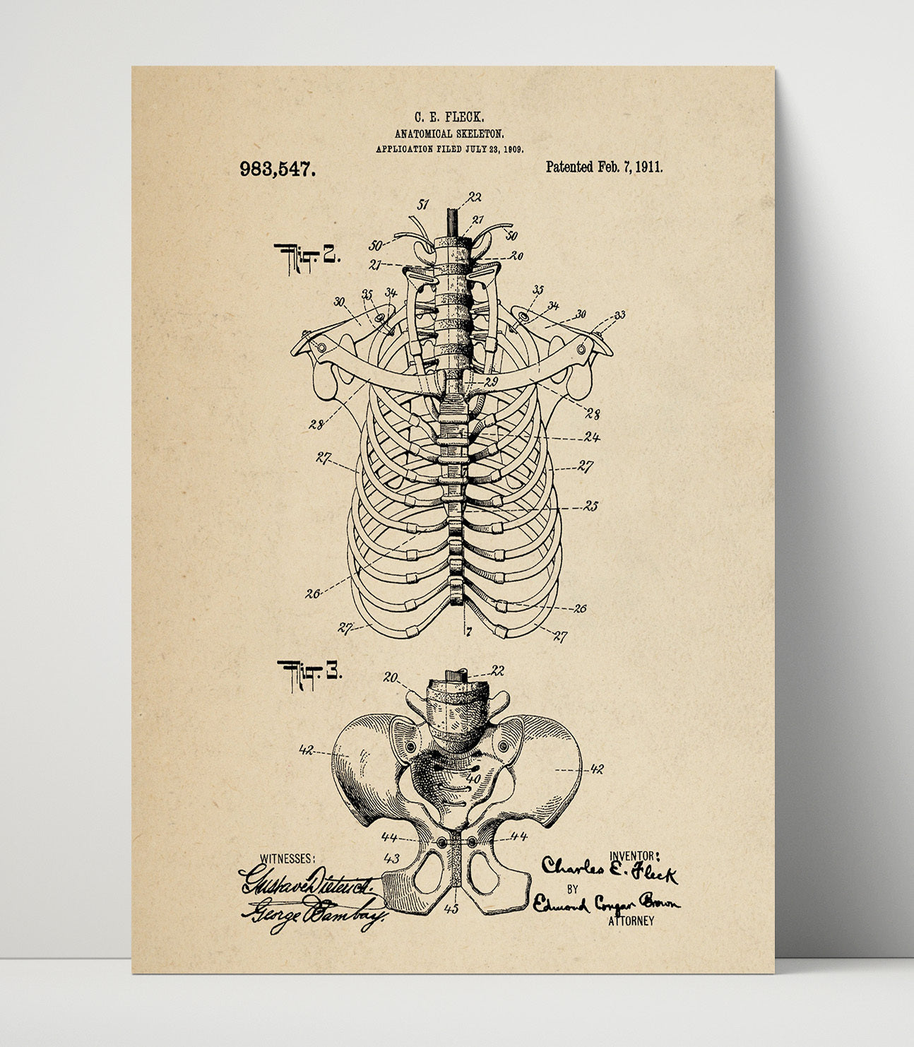 Patent Print - Anatomical Skeleton - Charles E. Fleck - 1911 - Patent 983547 Patent Wall Art